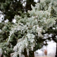 Pine in Ice