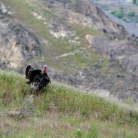 Wild Turkey on the Ridge