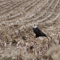 Eagle in a Field