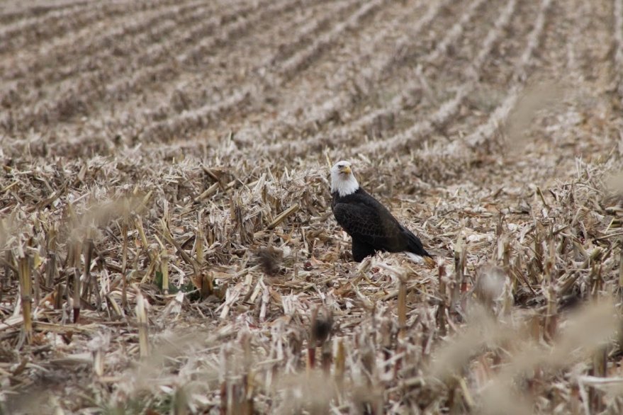 Eagle in a Field