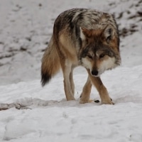 Wolf in the Snow